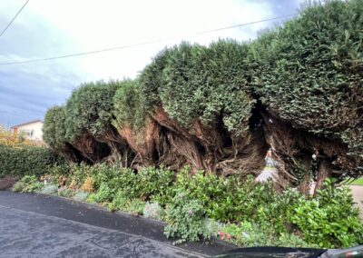 m.b garden services facebook gallery 5